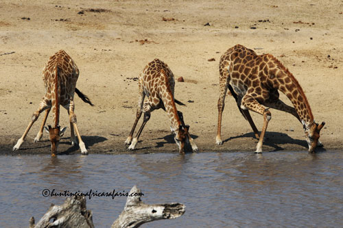 Trophy giraffe bull in the North West Province bushveld