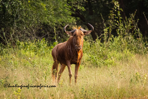 Trophy golden wildebeest bull in the Limpopo Province bushveld