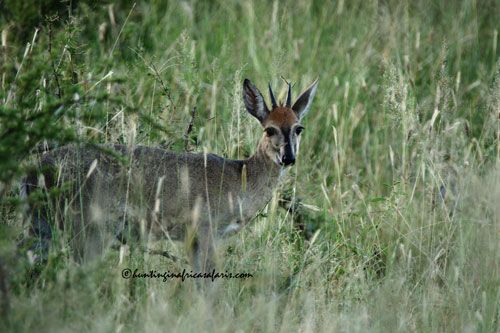 Click to review plains game safari pricing and concessions for common duiker hunting.