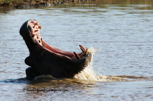 Trophy hippopotamus bull in a KwaZulu-Natal bushveld lake