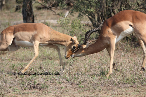 Trophy impala ram in the North West Province bushveld