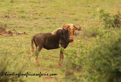 Trophy King wildebeest bull in the Limpopo Province bushveld