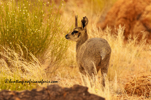 Click to review hunting concessions and setups for rock-dwelling klipspringer safaris.
