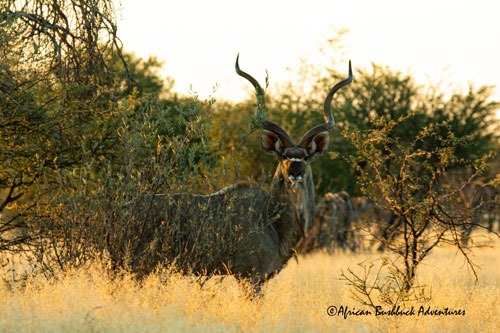 Trophy Greater Kudu bull in the KwaZulu-Natal bushveld