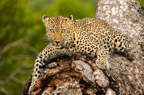 Trophy African leopard on a tree branch in the Limpopo bushveld