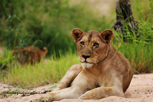 African lioness in a dry riverbed of the KwaZulu-Natal bushveld