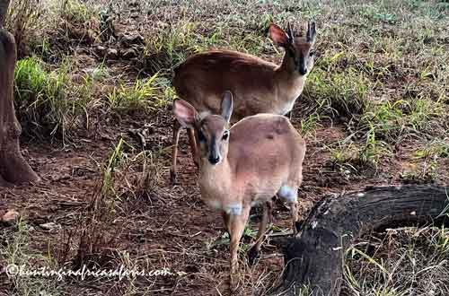 Click to view trophy details and packages for hunting livingstone suni in south africa.