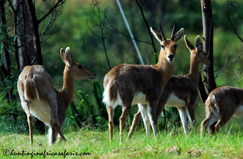 Trophy mountain reedbuck ram in the mountains of the eastern Free State