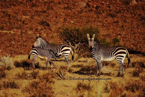 Mountain zebra stallion with mare and foal in the open plains of the Free State