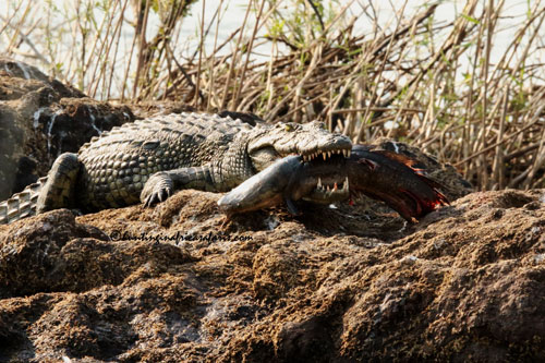 Trophy Nile crocodile in the lakes district of the North West Province