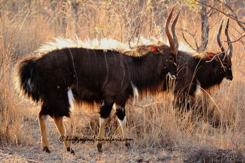 Trophy Nyala bulls interacting in the KwaZulu-Natal bushveld