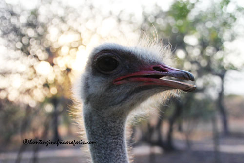 Male ostrich in the open plains of the Free State Province