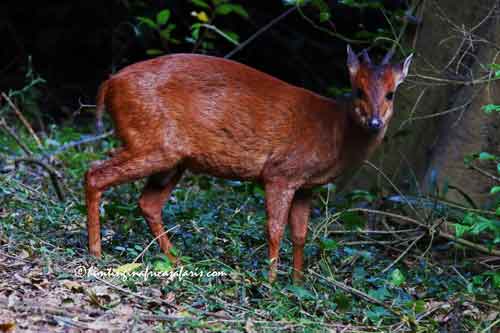 Click to review trophy fees and prime forest terrain for hunting red duiker.