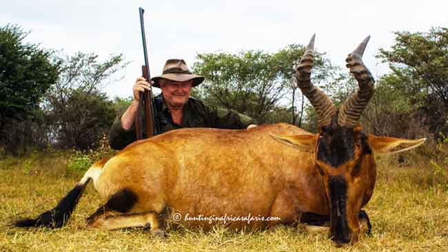 Red hartebeest hunting prices South Africa safaris Red hartebeest trophy with hunter smiling about the good trophy fee