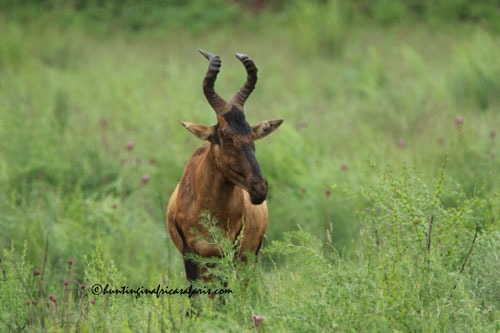Trophy red hartebeest bull in the North West Province bushveld region