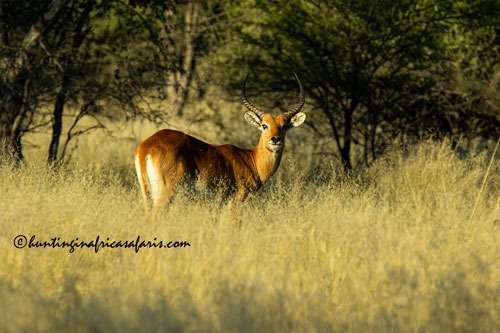 Trophy red lechwe ram in the Kalahari region of the North West Province