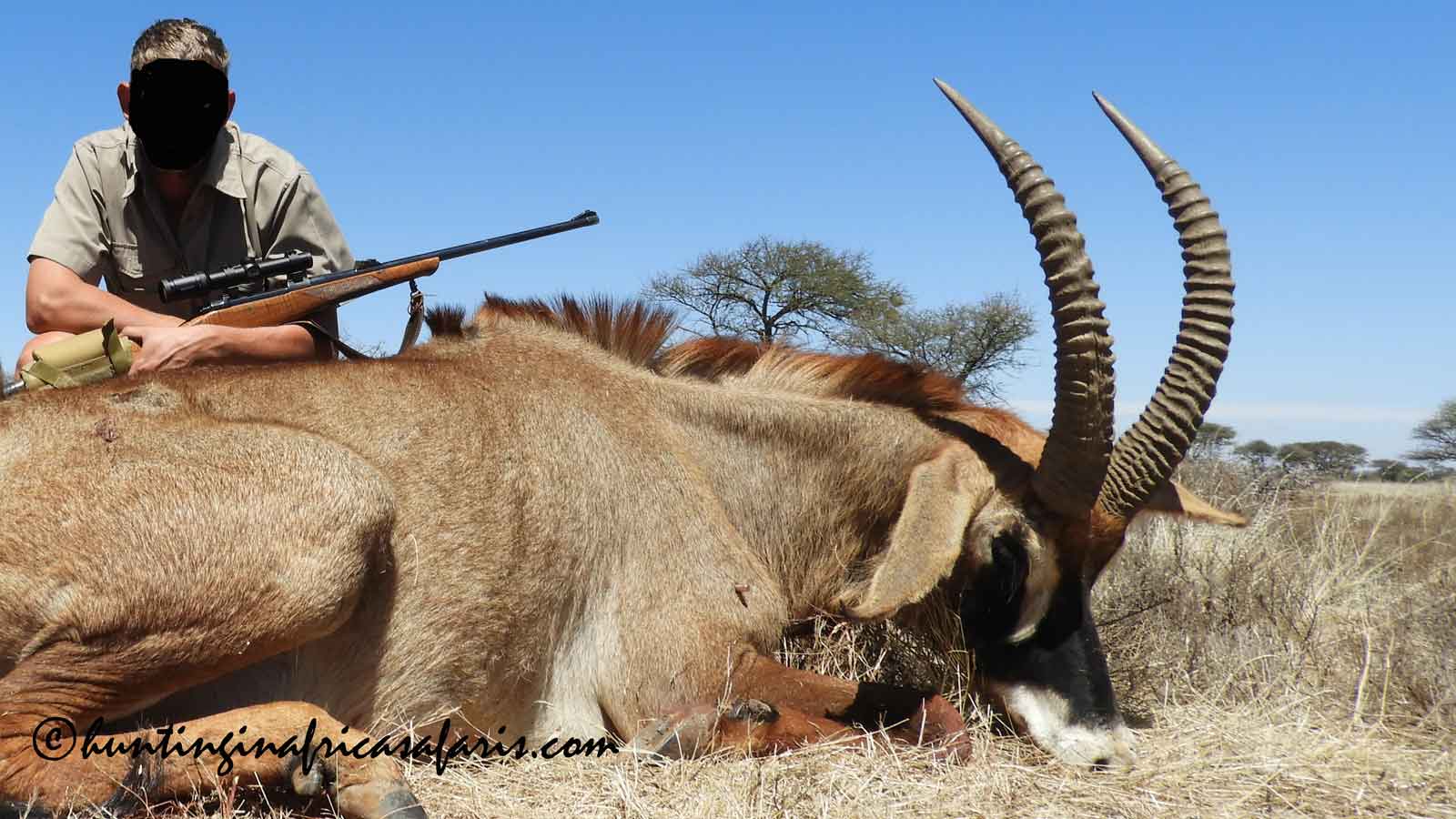 Roan hunting safari trophy shot Trophy roan antelope hunt in South Africa featuring a mature bull and hunter.