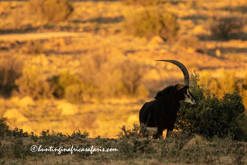 Trophy sable bull in the North West Province bushveld