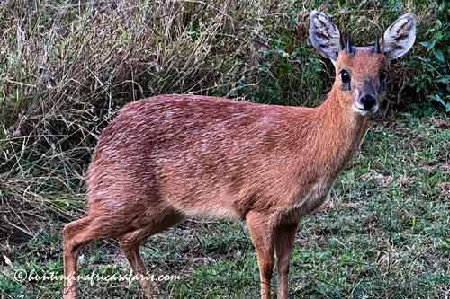 Click to view field guides and concessions for hunting sharpes grysbok rams.