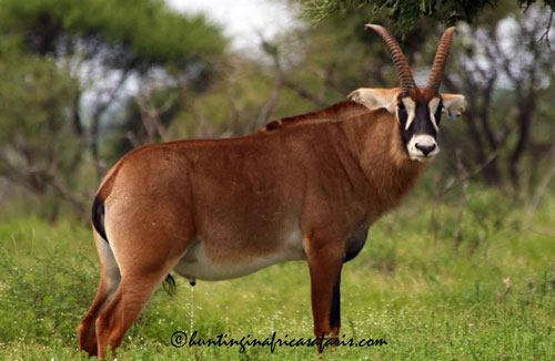 Trophy Southern Roan bull in the Limpopo bushveld region