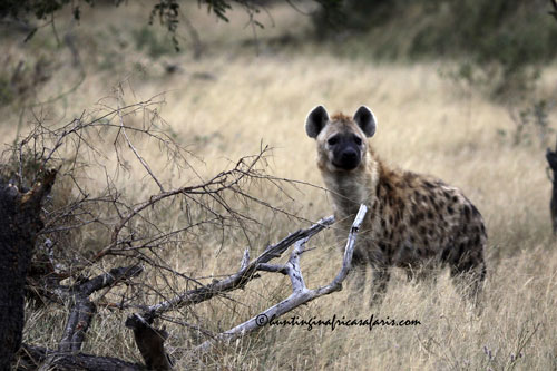 Spotted hyena in the Limpopo basin woodland habitat