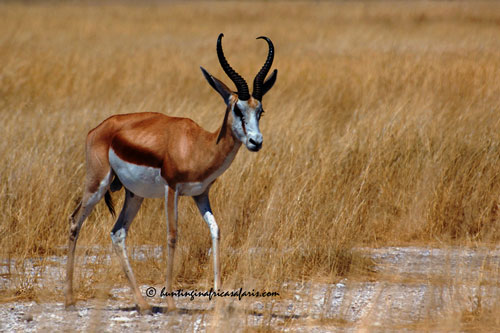 Trophy common springbok ram in the open plains of the Free State
