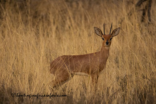 Click to review trophy fields, setups, and daily rates for steenbok safaris.