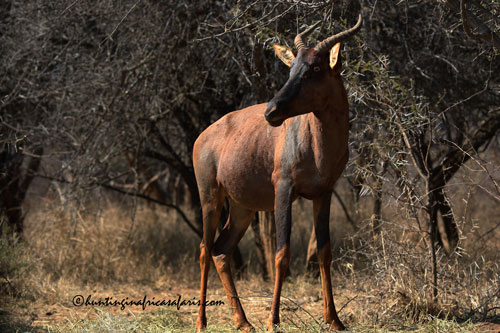 Trophy tsessebe bull in the KwaZulu-Natal bushveld