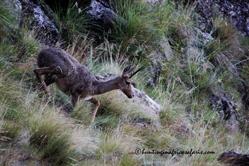 Trophy Vaal rhebok ram in the KwaZulu-Natal midlands mountains