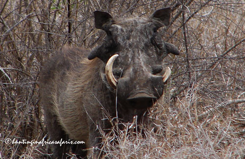 Trophy Ankole Watusi bulls in the North West Province bushveld
