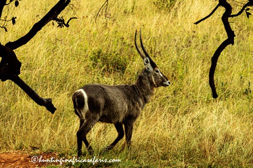 Trophy waterbuck bull in the bushveld of Limpopo Province