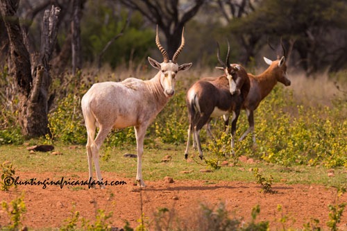 White blesbok ram in the KwaZulu-Natal bushveld
