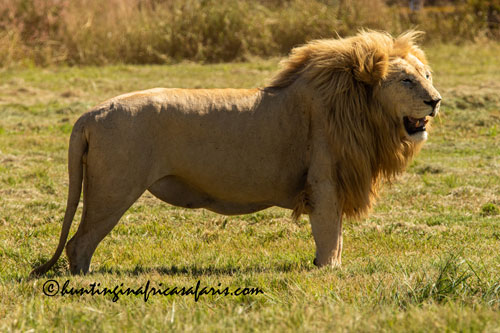 Trophy African white lion male in the Kalahari region of the North West Province