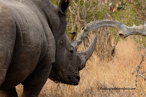 Trophy white rhino bull in the North West Province bushveld