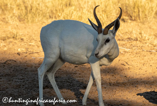 Trophy white springbok ram in the open plains of the Free State