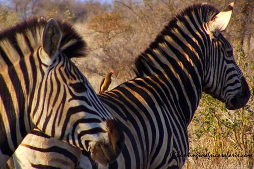 Two common zebra stallions in the Limpopo bushveld