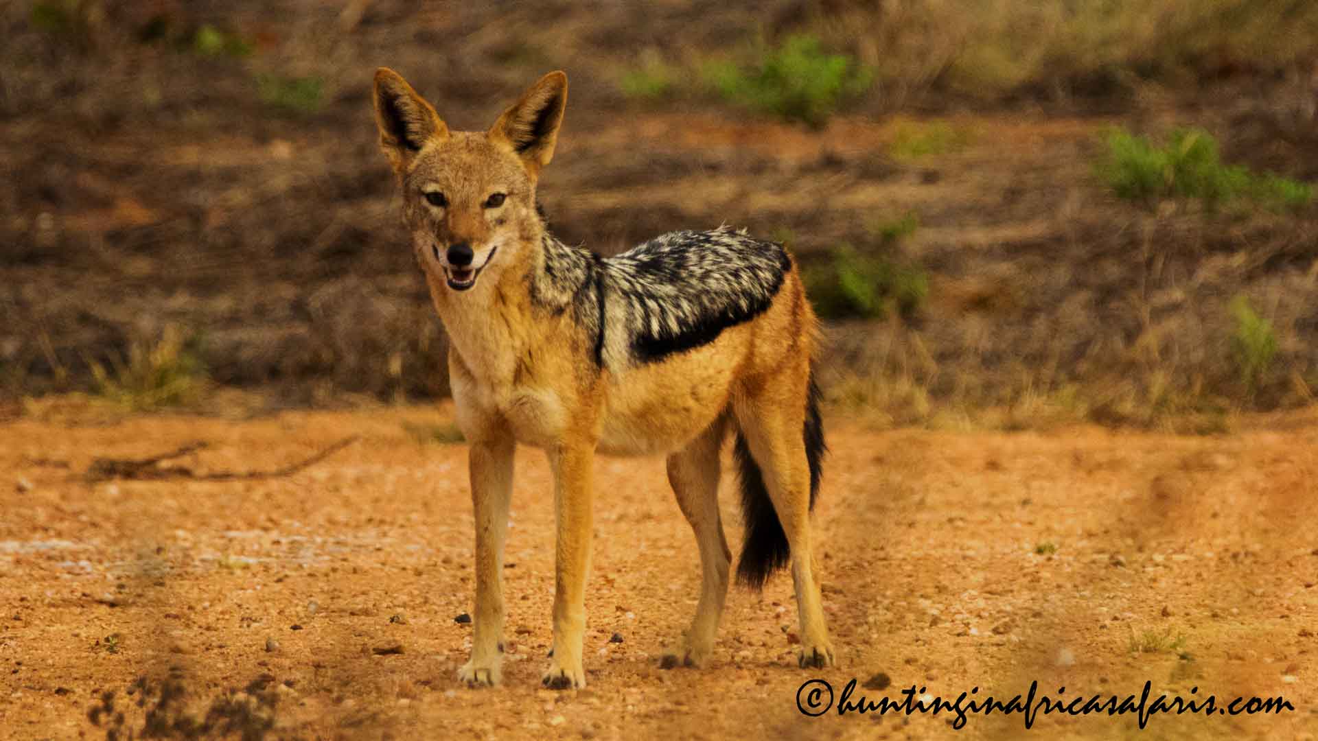 Black backed jackal hunting South Africa safari A broadside view of a trophy Black-backed jackal (Lupulella mesomelas) in its natural habitat.
