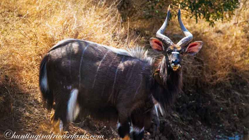 Full broadside view of a 27-inch trophy Tragelaphus angasii bull standing at a sloped waterhole in Zululand, featuring classic bell-shaped ivory-tipped horns, erect ears catching back-light, and a red-billed oxpecker on its neck.