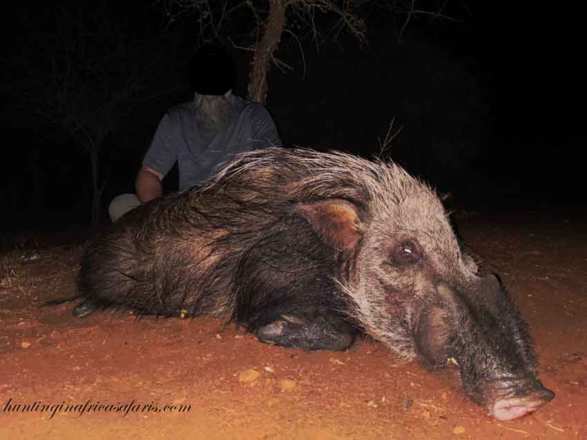 Night Bushpig Trophy Success Hunter posing with a successfully harvested bushpig boar featuring prominent facial knobs, harvested at night using thermal optics.