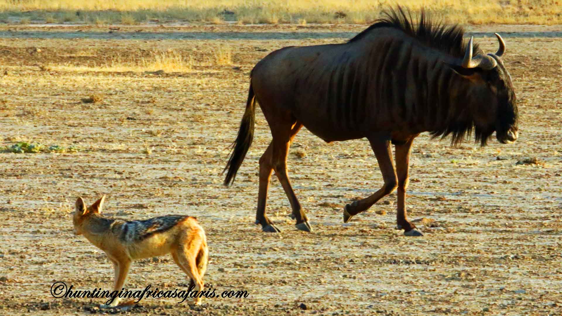 Blue wildebeest hunting in South Africa: Mature bull standing in the savanna at sunrise.