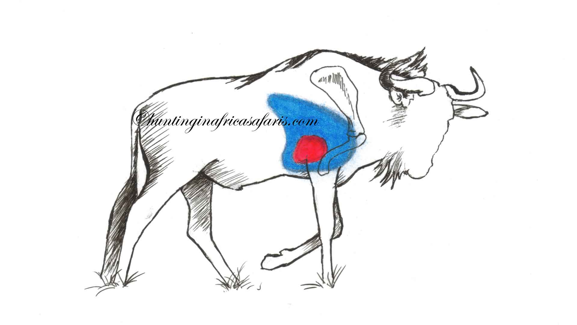 Anatomical diagram illustrating the one-third rule and lower vital shot placement for a blue wildebeest