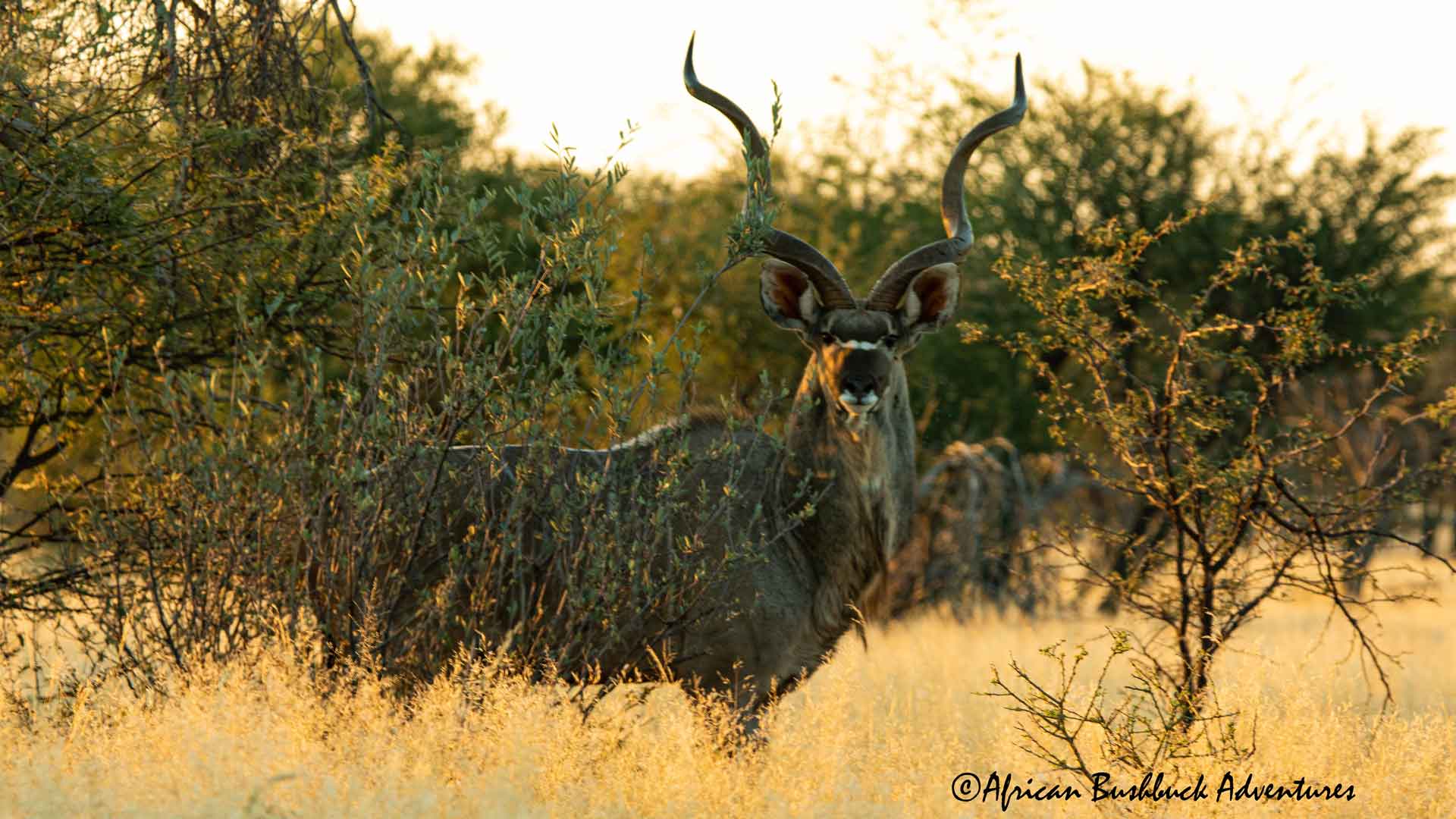 Mature Greater Kudu bull standing in South African bushveld habitat